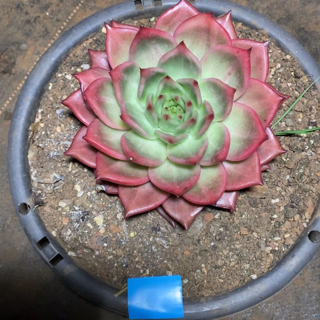 用****4多肉植物多肉植物111111