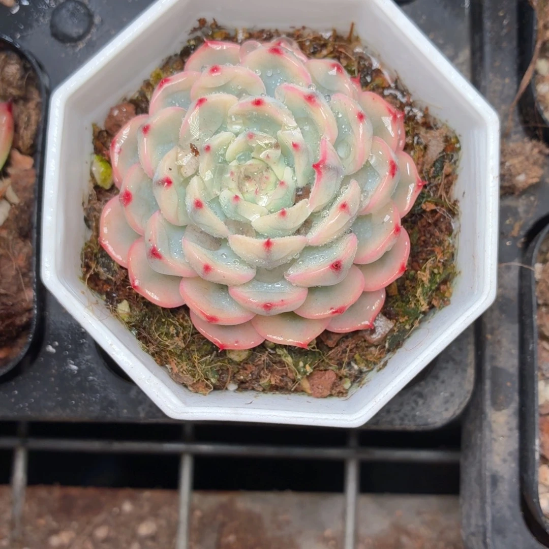 姬莲锦多肉9.9包邮发货