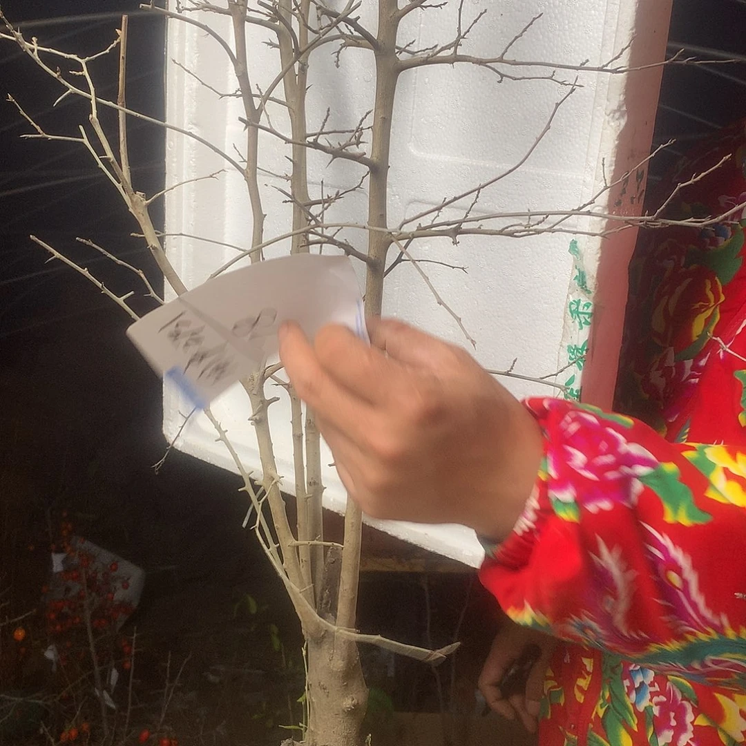 用***5无花朵老鸦的眼睛