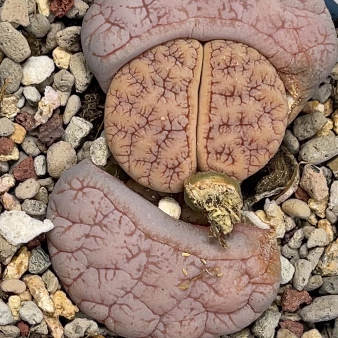 1795拿铁189凹凸粗纹尺寸2.1