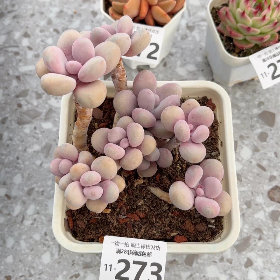 大群生桃蛋老桩多肉多肉