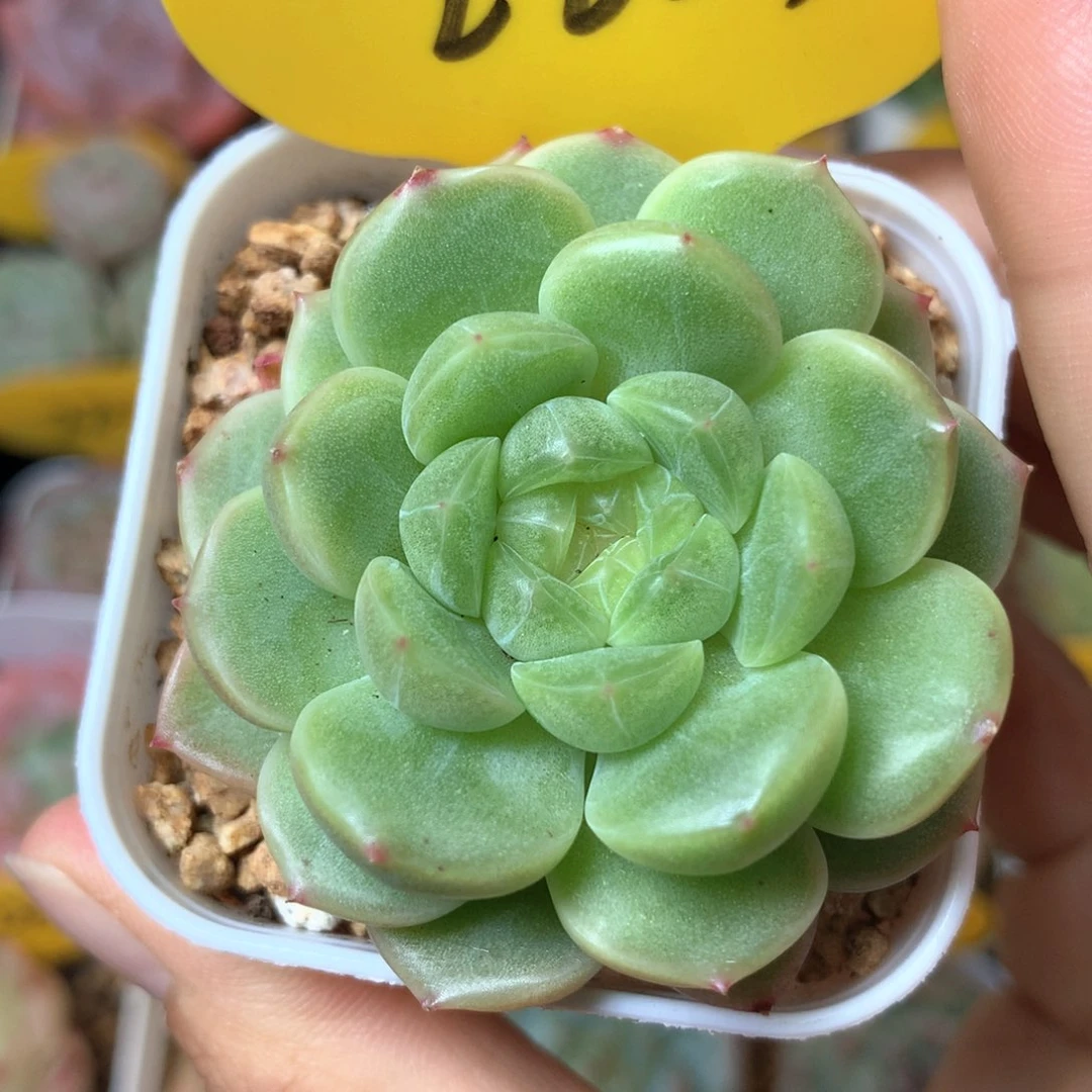 财富密码单头2253