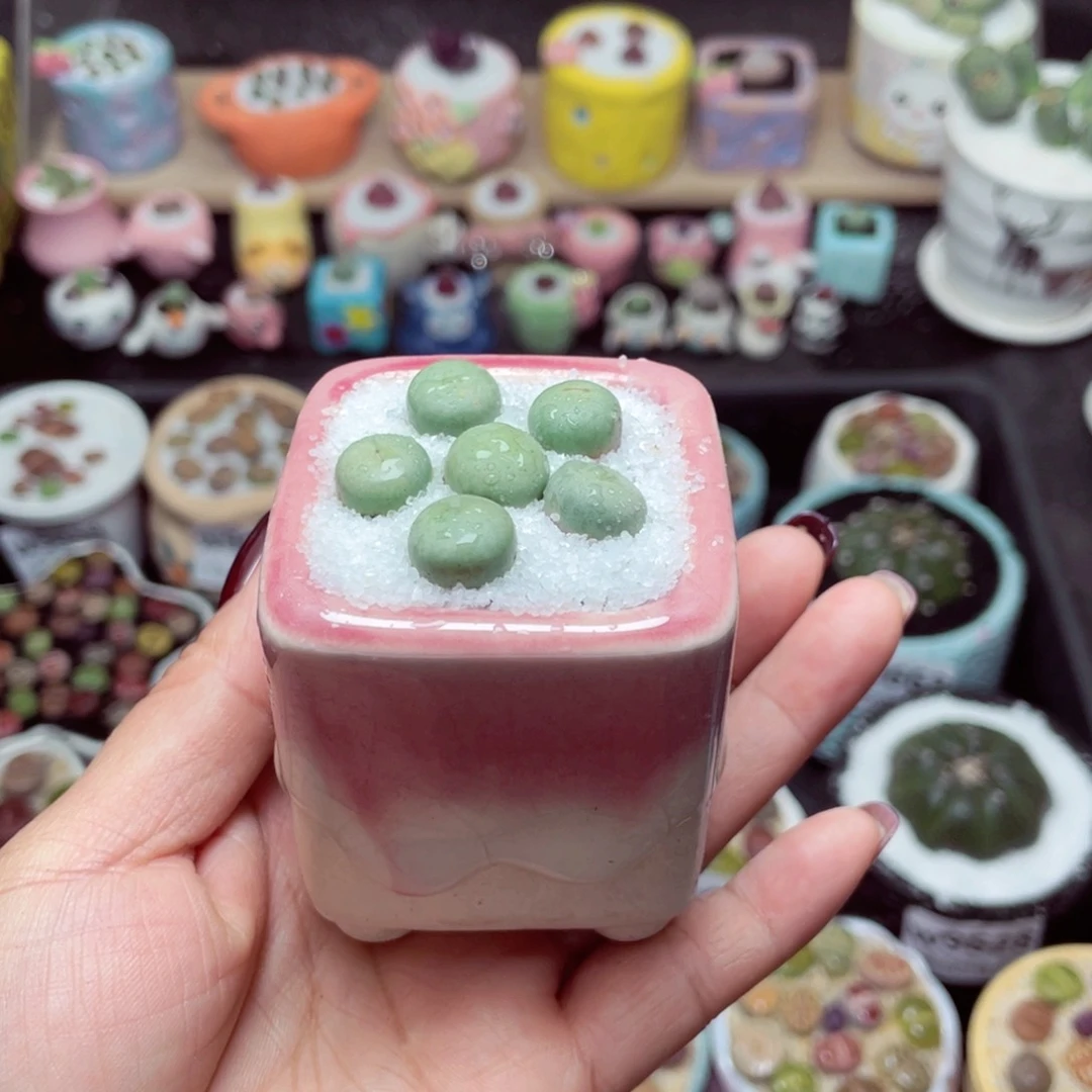 w9671 带盆土发货-零下地区拍保温箱