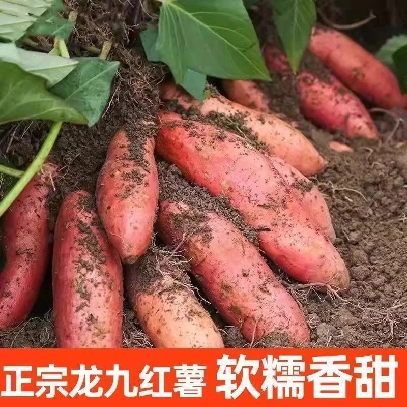 2025年沙地新鲜现挖黄心龙九红薯软糯香甜似板栗口感的番薯