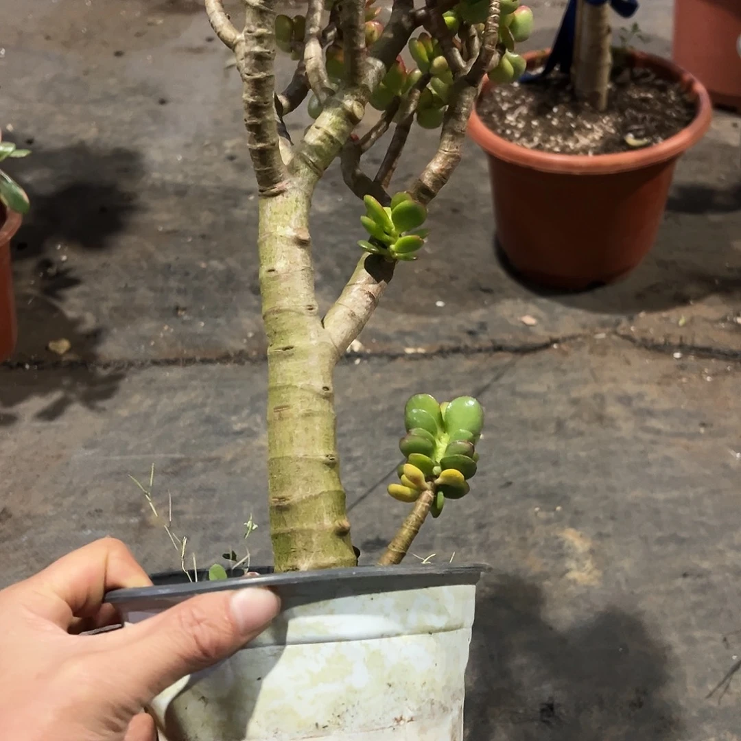 大***唐稀有姬红花月带盆7010