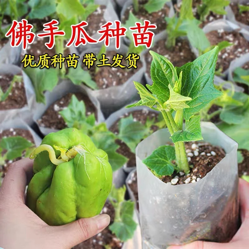 佛手瓜优质瓜苗 带瓜带芽带原土发货好种植适合家庭小院种植