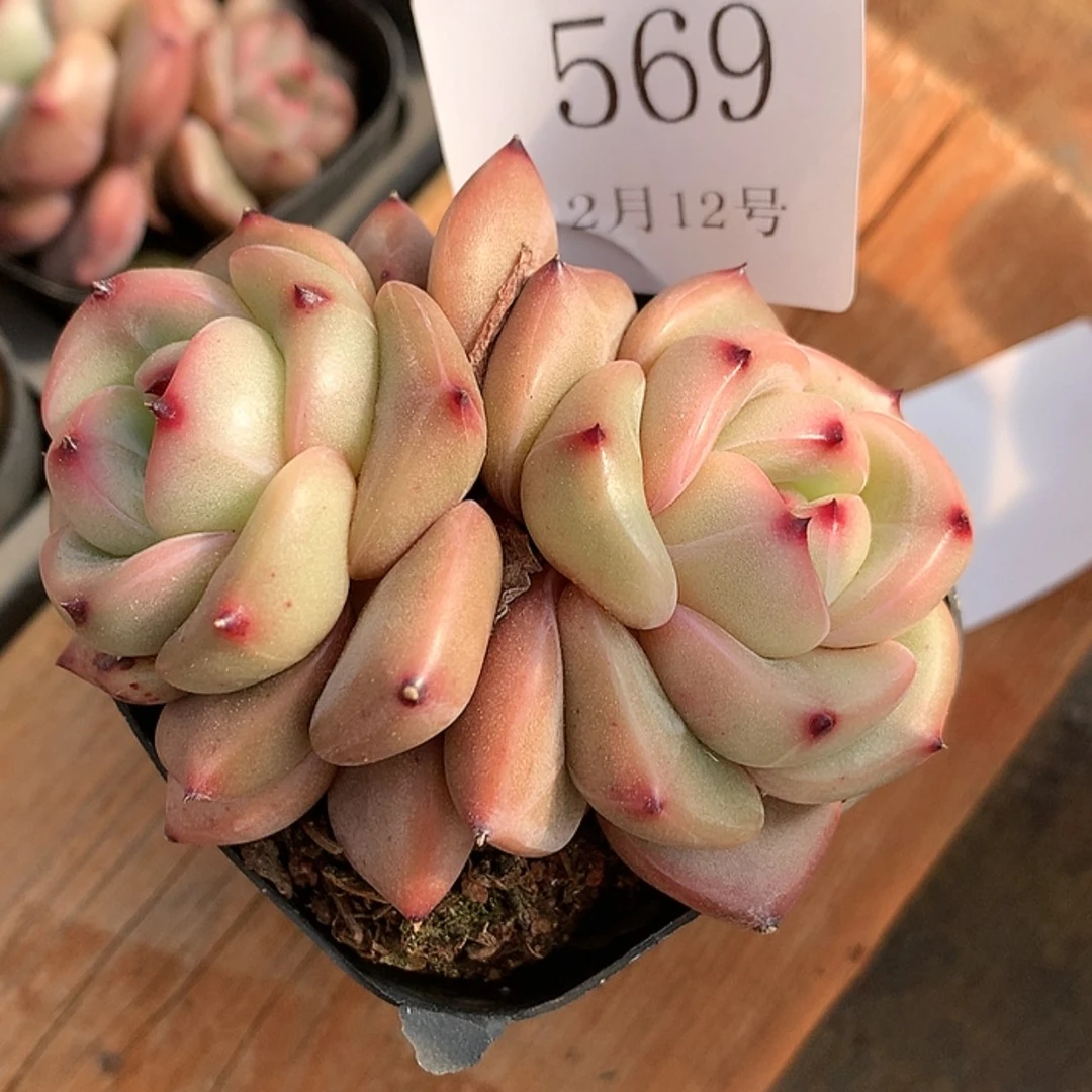 【闪购商品】云569