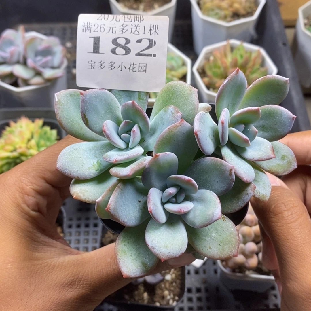 三头韩版奶茶一物一拍满20包邮满26送一颗多肉