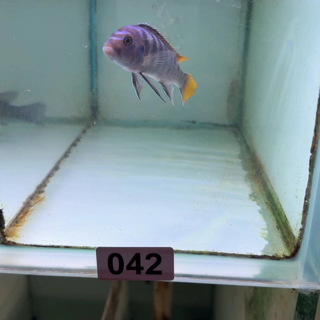 慈鲷42号mbj长身斑马瑕疵