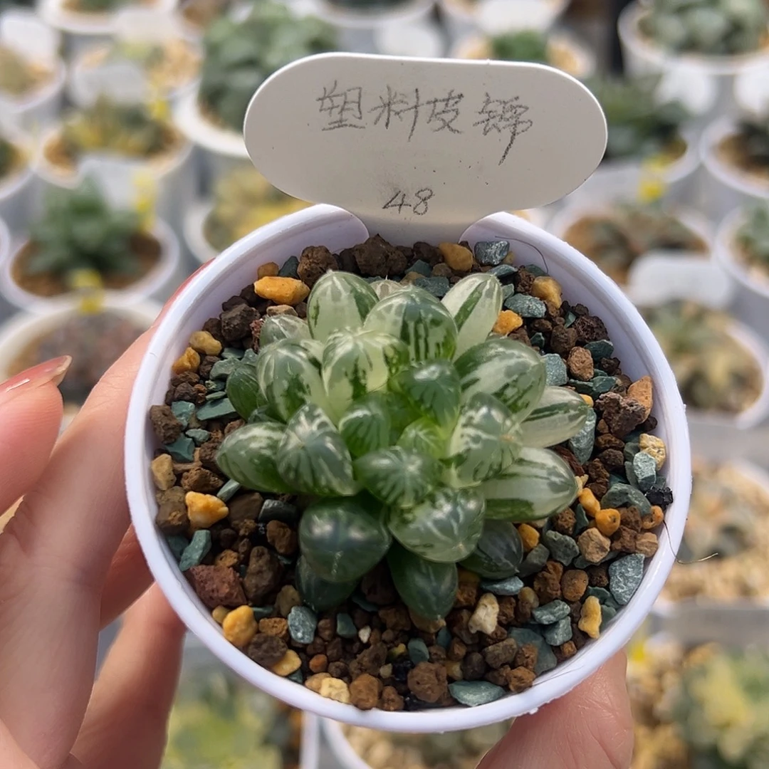 塑料皮锦1111111111111111