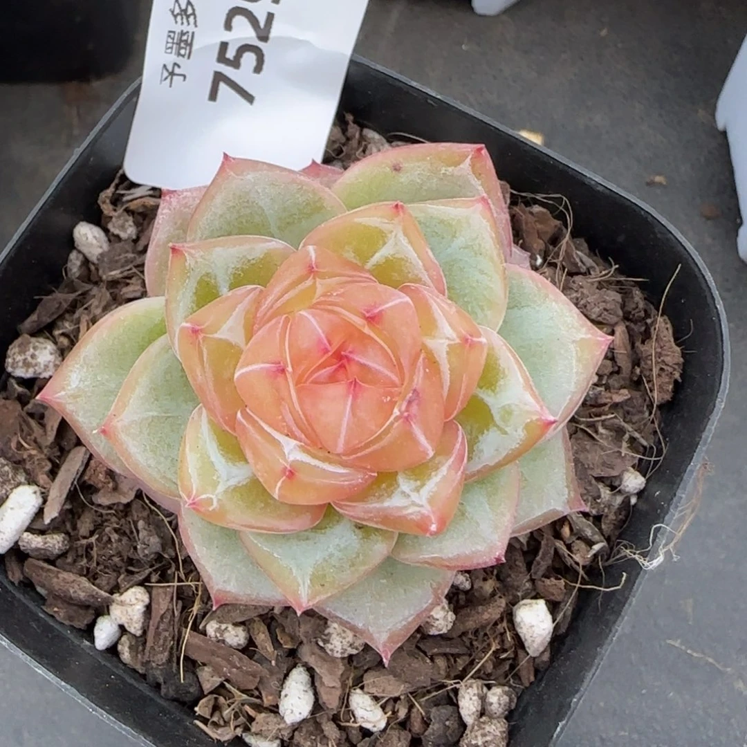 海洋之星，7529多肉植物