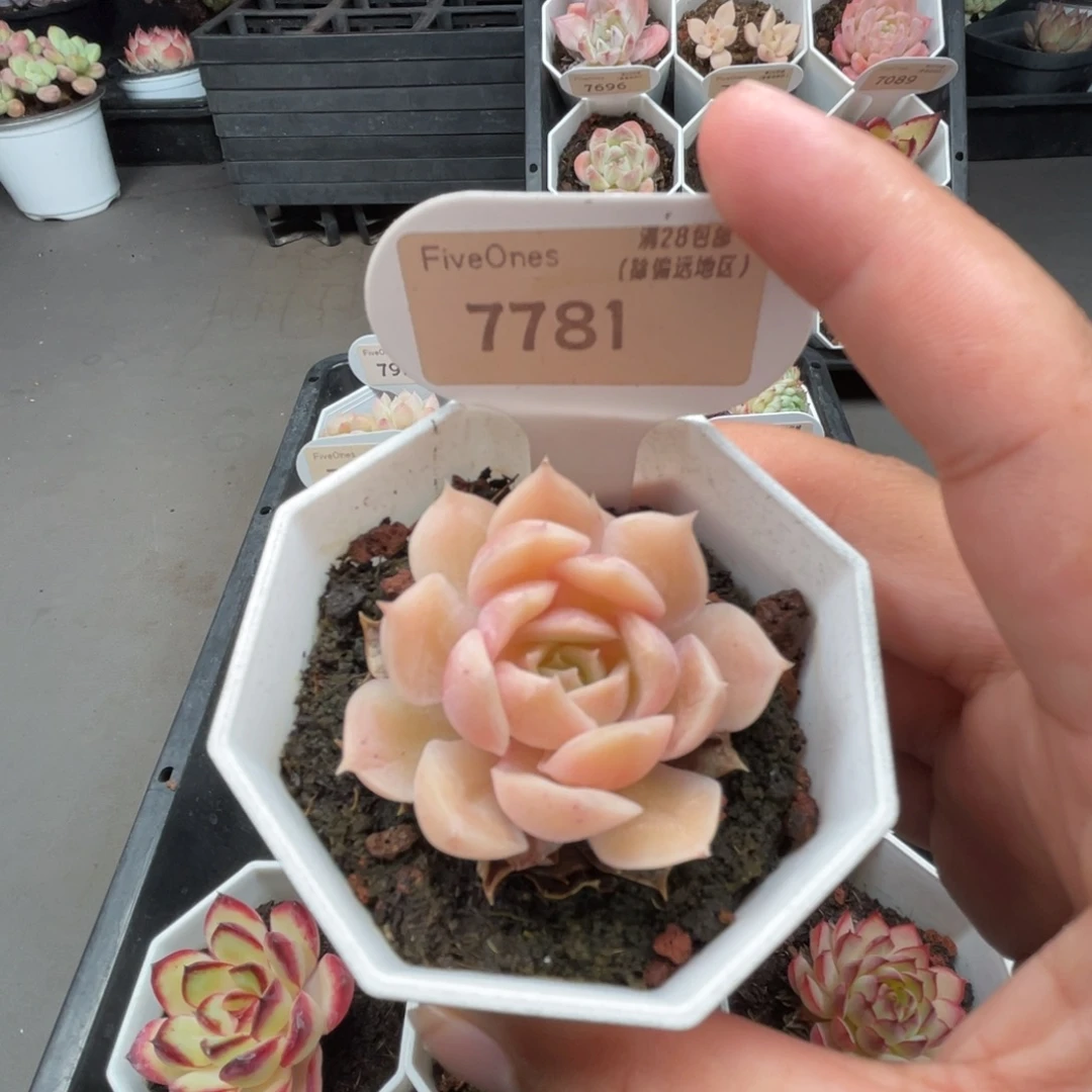 7781昂斯诺4.0厘米