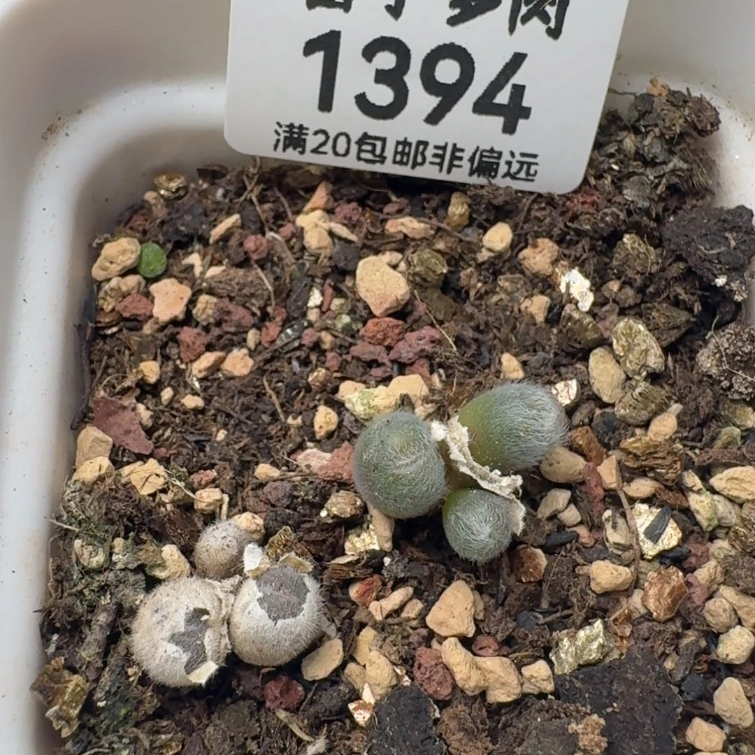 毛球带盆土