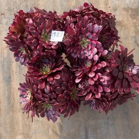 187美肌4颗多肉，