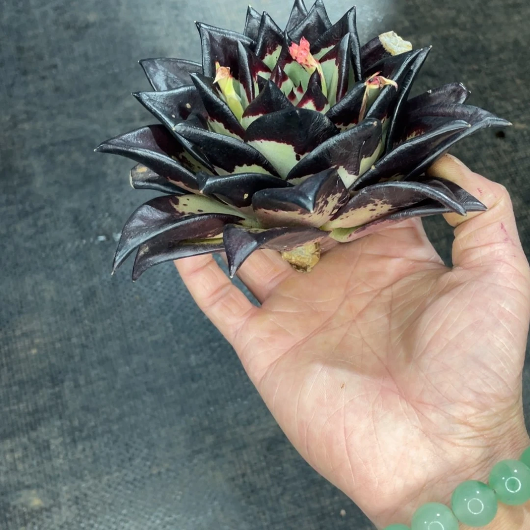 花****熊多肉植物，山人园艺