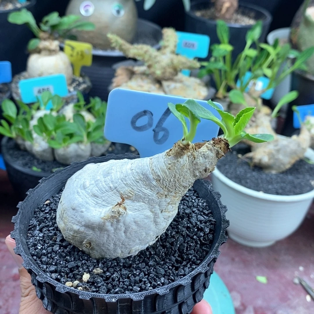 产地樱花大戟多肉植物