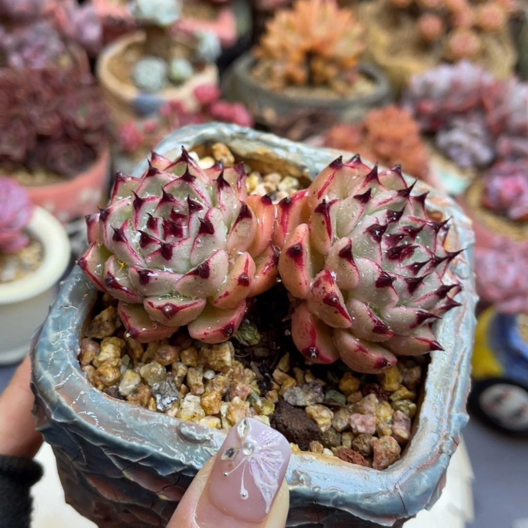 东云杂双头小叶老桩