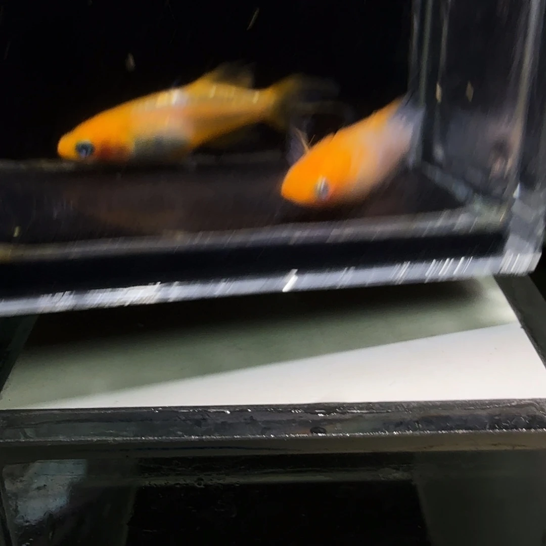 青鳉鱼一物一拍974