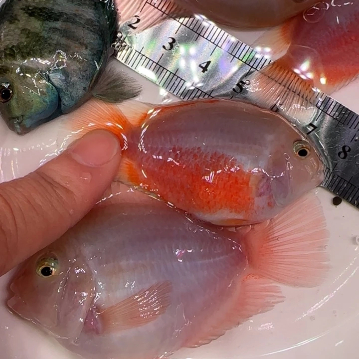 短鲷鱼6-7胭脂粉一公一母