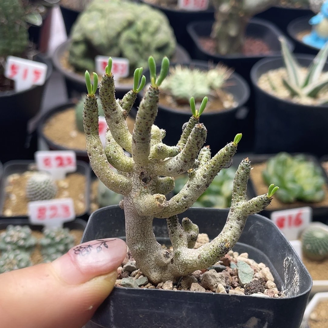 老桩佛垢里奇峰锦属仙人球