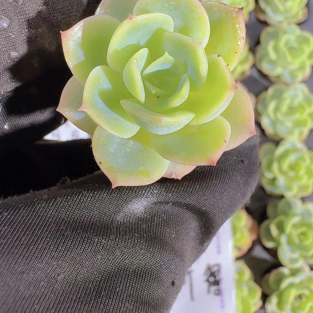 精品橙黄两米三颗