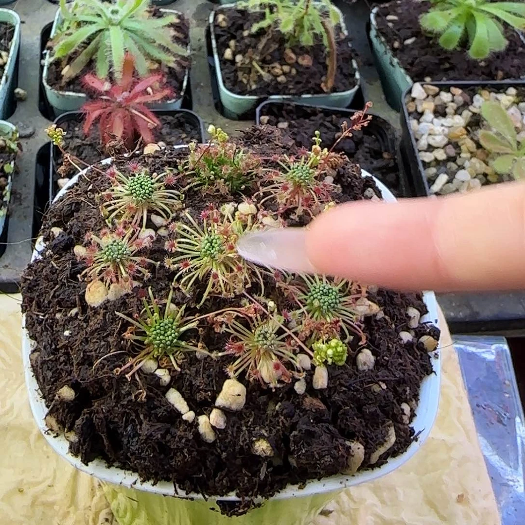 大量花朵（建议范围：8朵-15朵 或40%以上）长鳞迷你茅