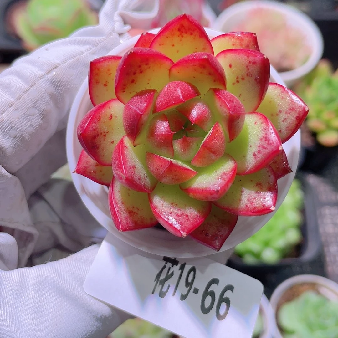 花利美19-66新品