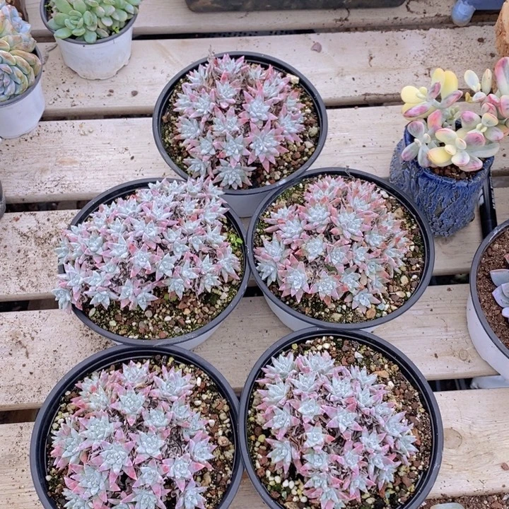 白菊老桩特价15一颗