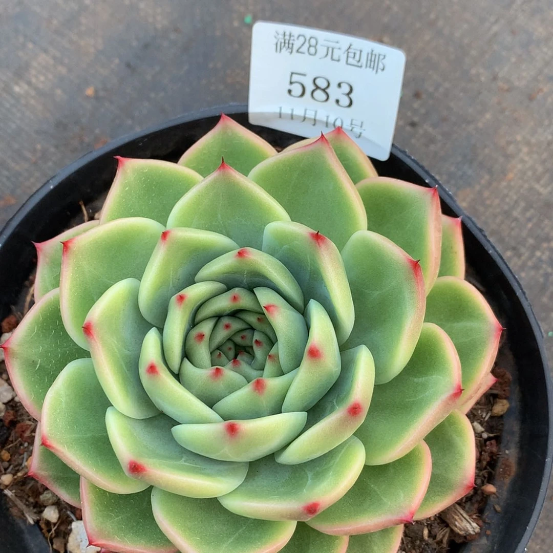 【闪购商品】云583号