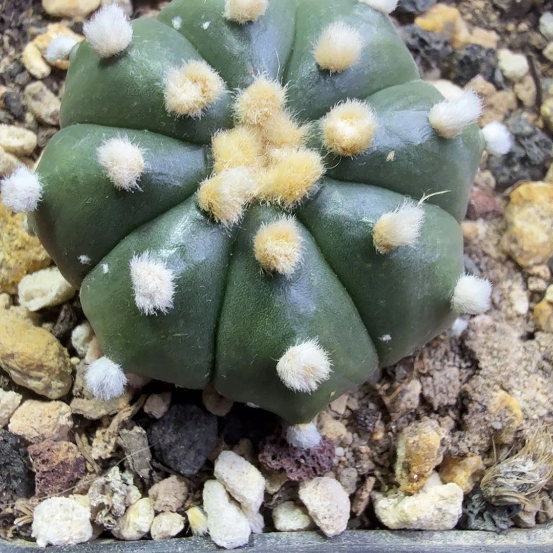 炸毛琉璃多肉植物