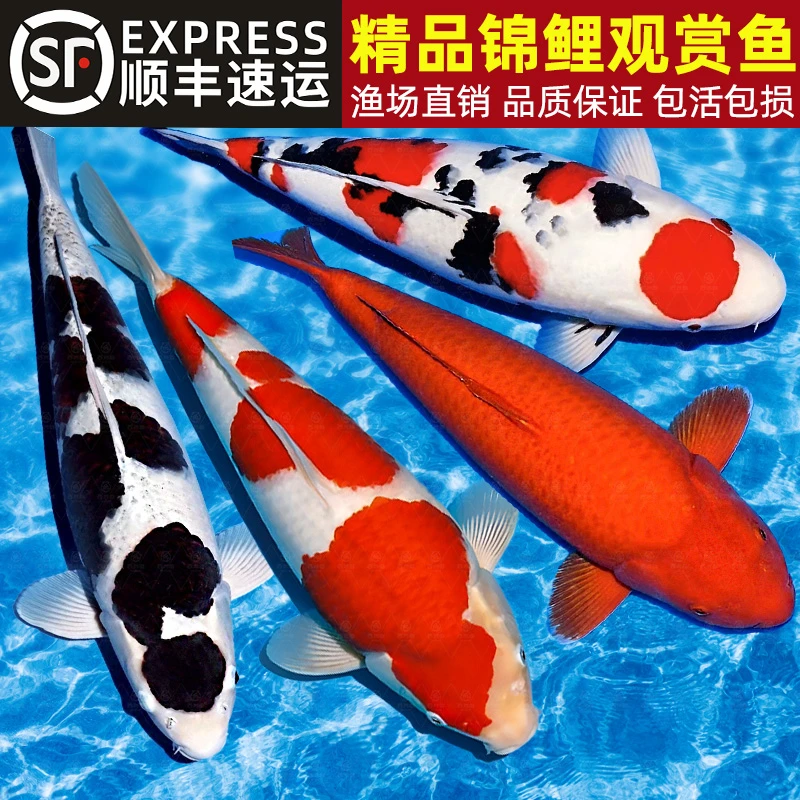 顺丰锦鲤活鱼冷水观赏鱼黄金纯种大正红白三色淡水好养耐活小金鱼