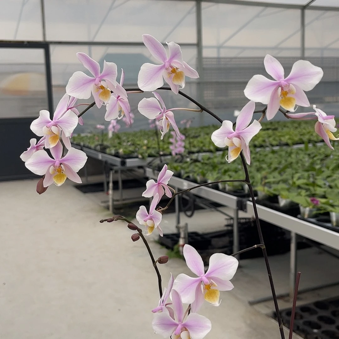 大量花朵（建议范围：8朵-15朵 或40%以上）编号980黄唇英特交西