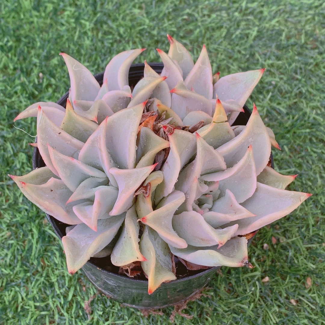 红饺子皮群 精品多肉 阳台盆栽 一单包邮