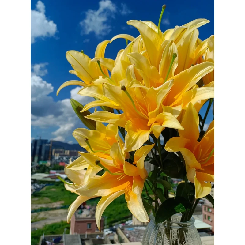 【晚霞】香水百合 一单包邮 云南鲜花昆明基地现采现发
