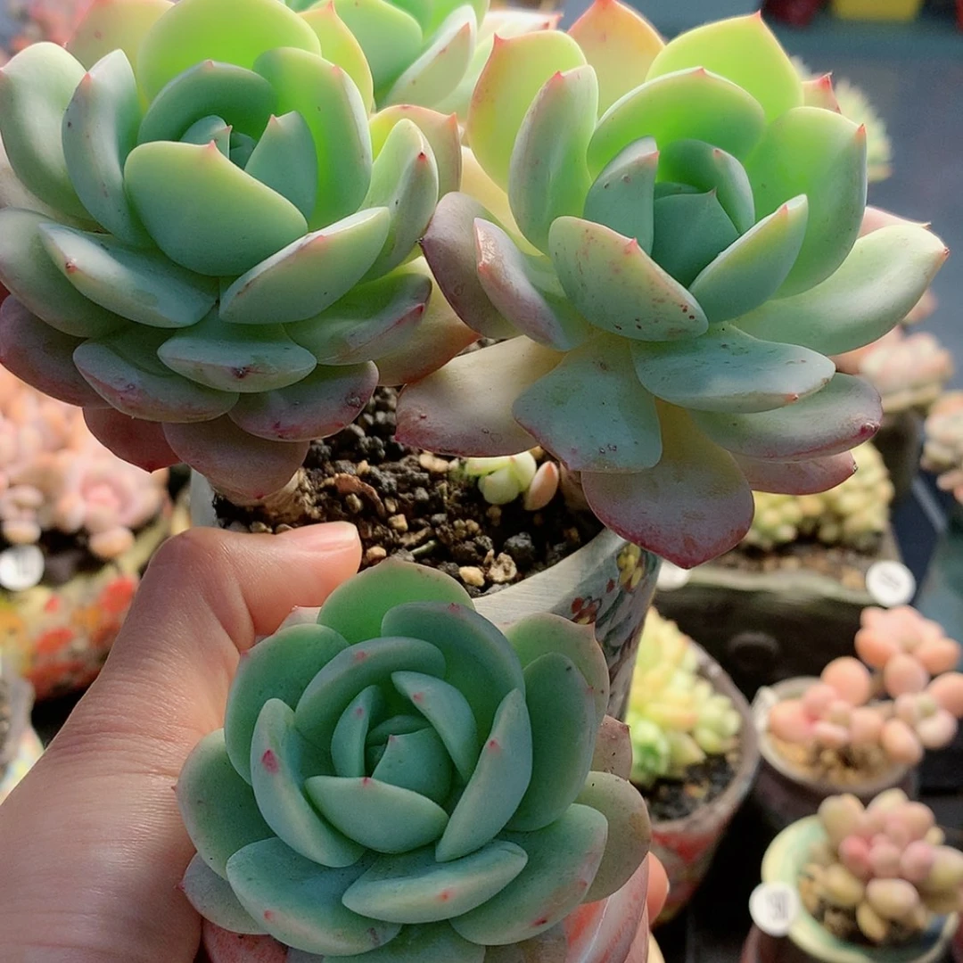 【闪购商品】肉****爱肉肉，恋曲