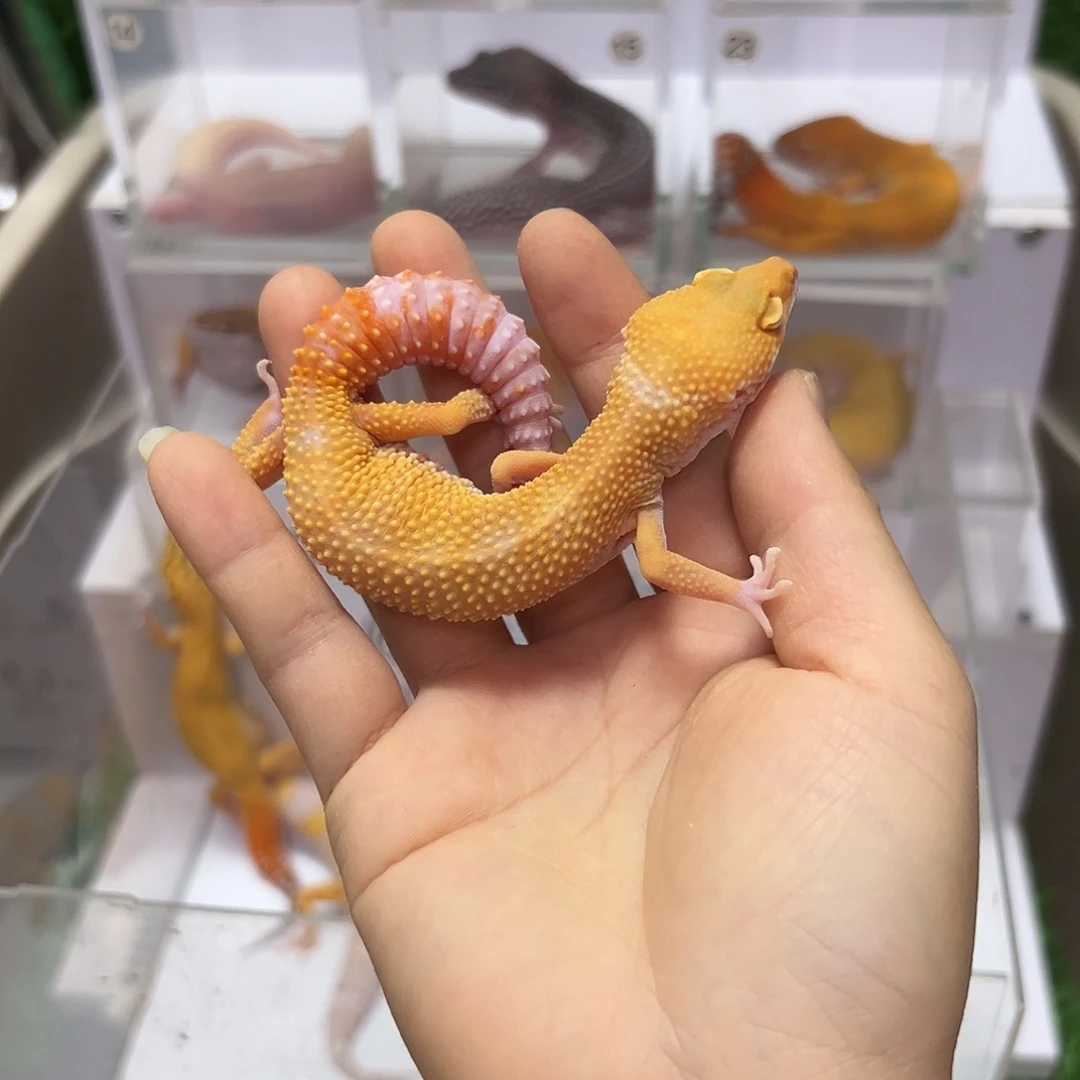 豹纹守宫豹纹守宫