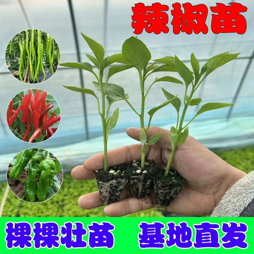 高产辣椒苗带土秧苗蔬菜苗朝天椒线椒薄皮椒螺丝椒四季地栽盆栽苗