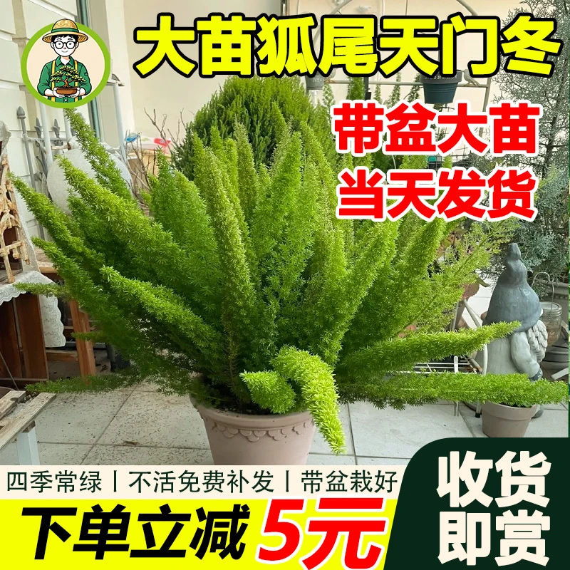 拾园记狐尾天门冬盆栽常青室内外庭院花园阳台好养庭院观赏绿植物