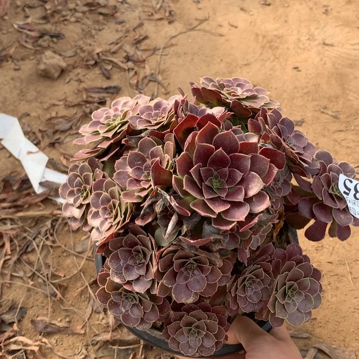 635荷兰玫瑰手捧4