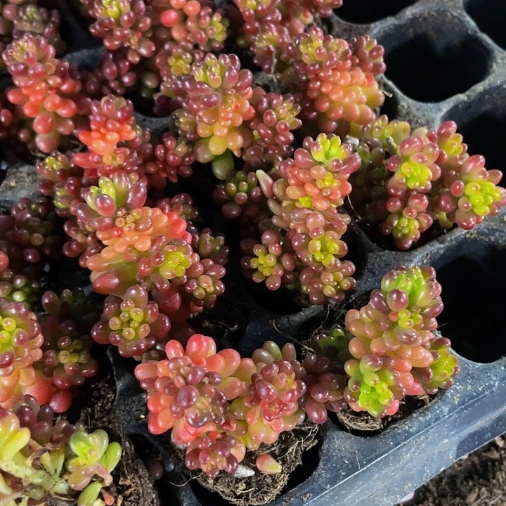 小浆果1元带土发