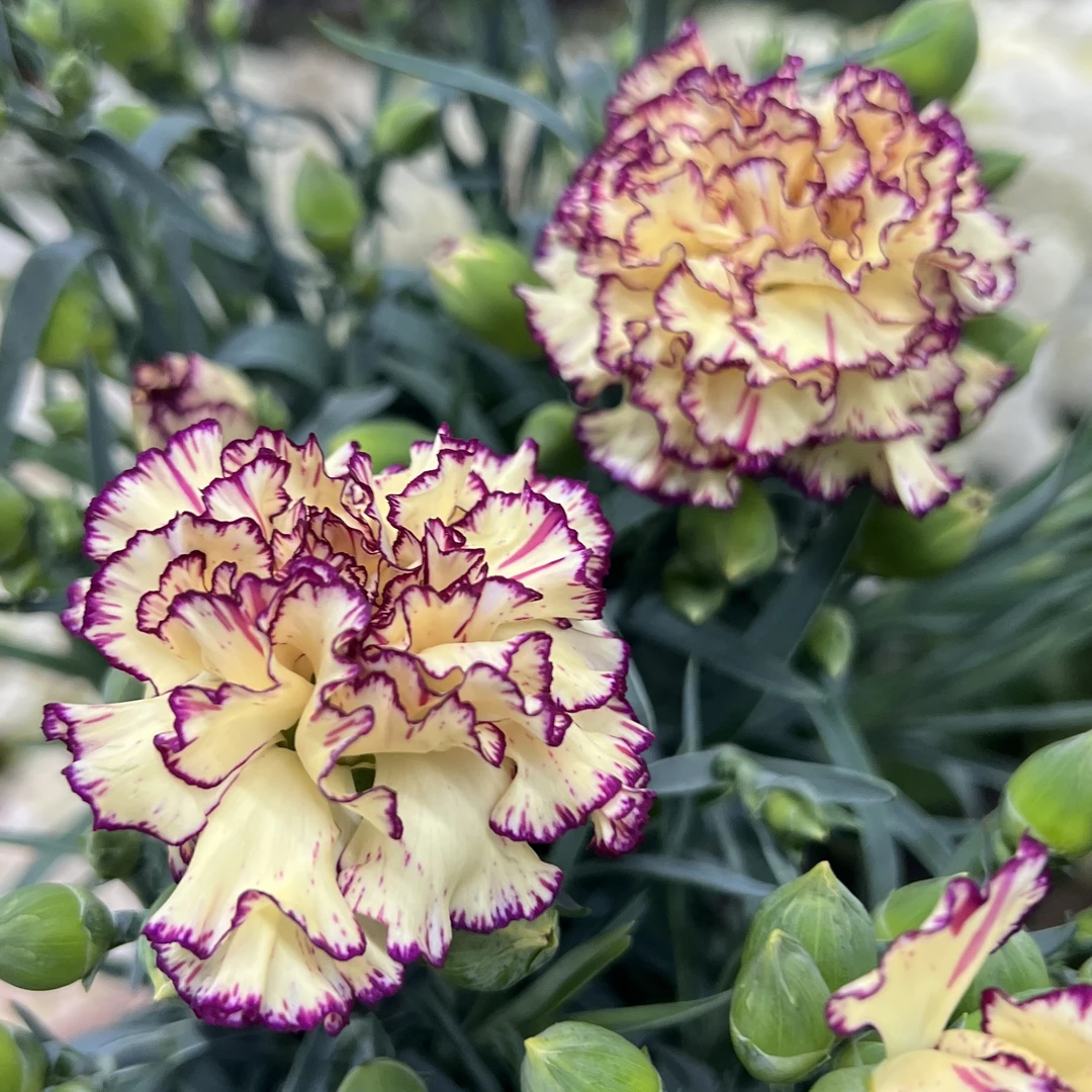 花边凤凰 康乃馨盆栽花卉阳台新手易养护带花苞发货