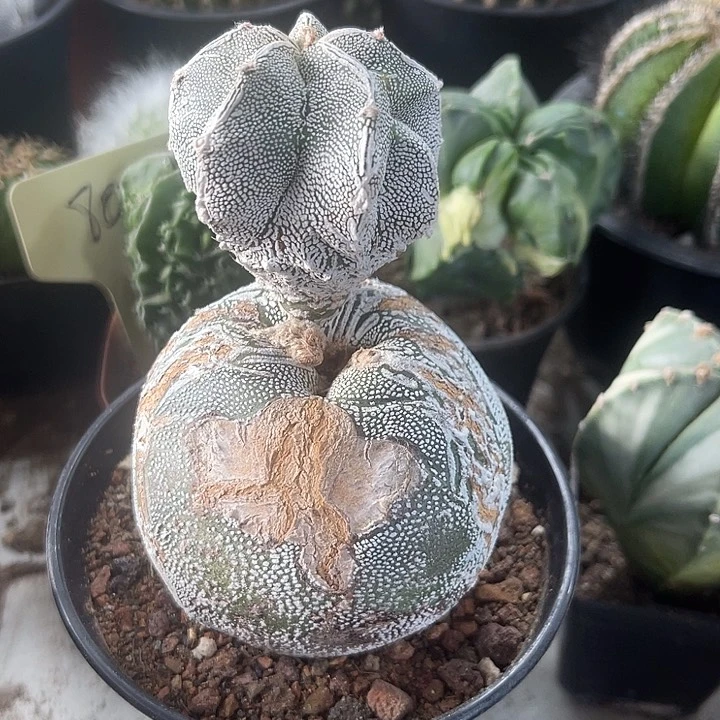 仙人球开花仙人球