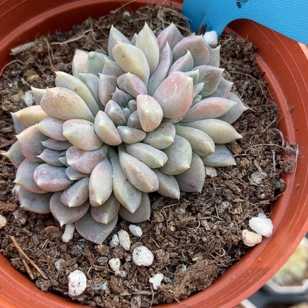 1039牛奶糖多肉植物保护