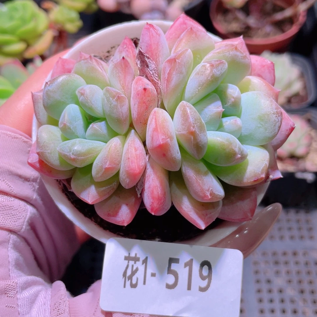 花利美1-519新品双头