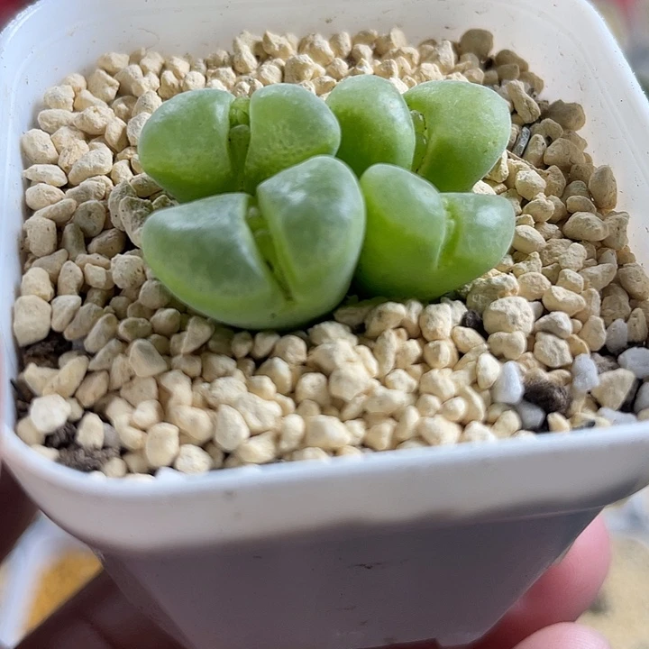 佳人园艺多肉生石花极窗风铃313