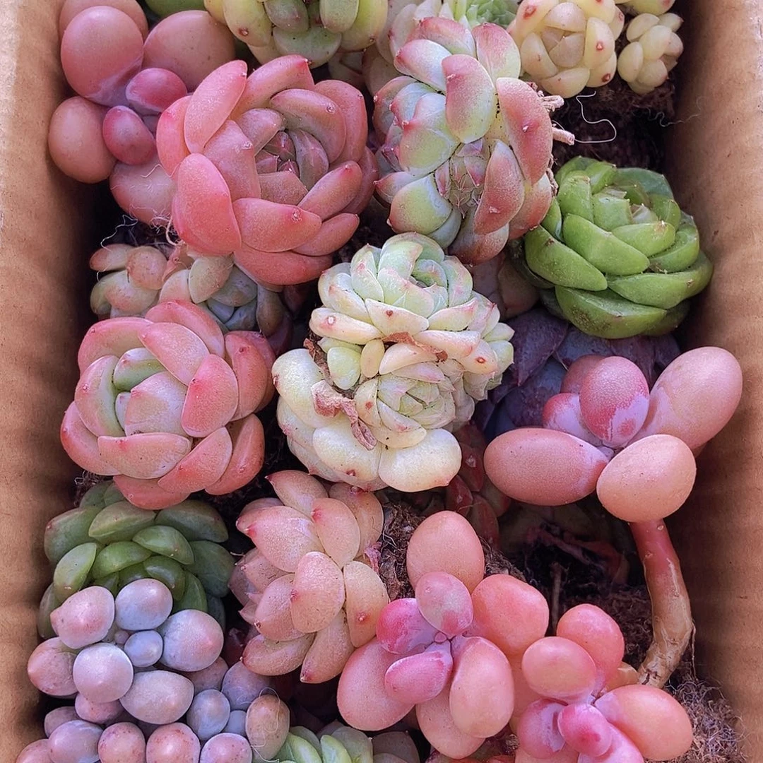 0000000001量拍保底20可