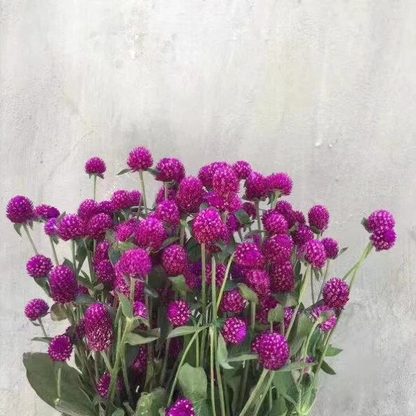 【买一送一】紫色多头千日红 网红小草莓花束配花 云南基地鲜花水养