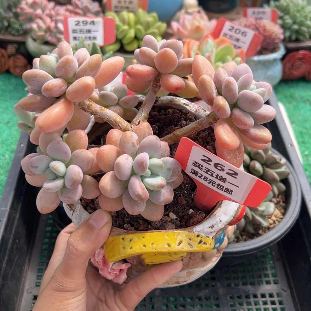 表妹精品多肉植物262.