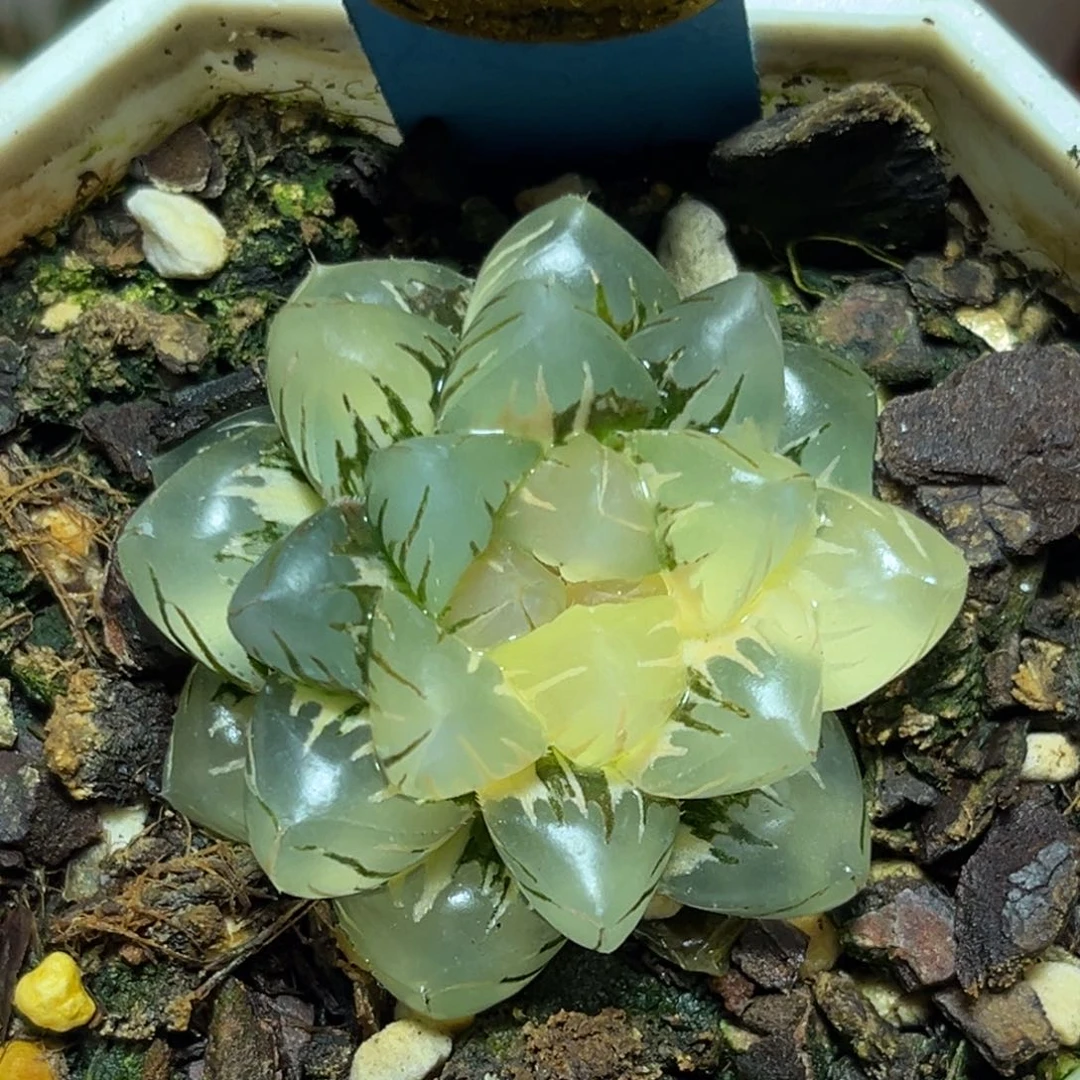 恭喜发财大吉大利0353水中月