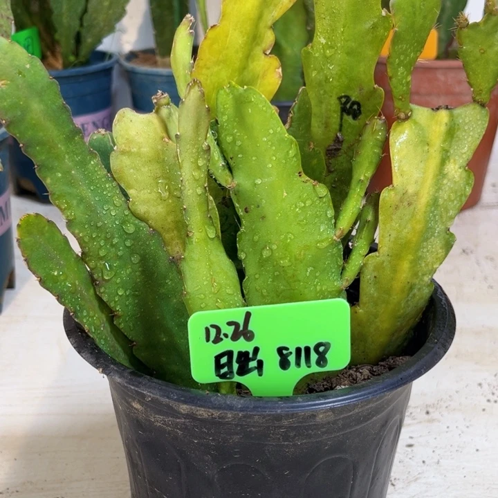 当前无花栽培后可以开花日*8颗